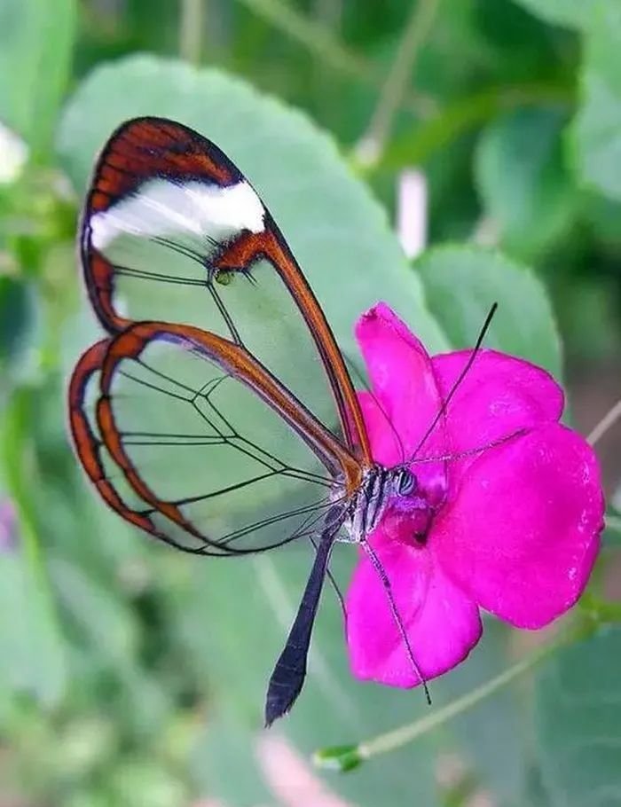 Beautiful butterfly.🦋🦋