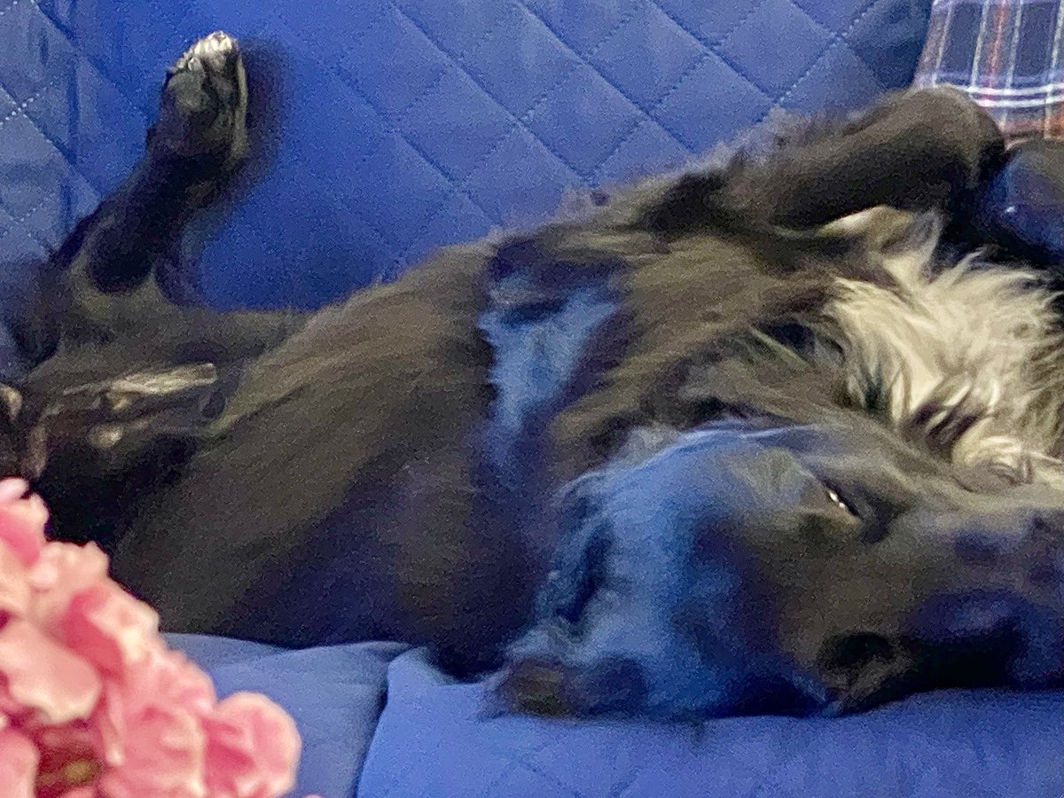 sharonkgilbert's tweet image. They woke me at 3 am - and then they went to sleep. #puppymom