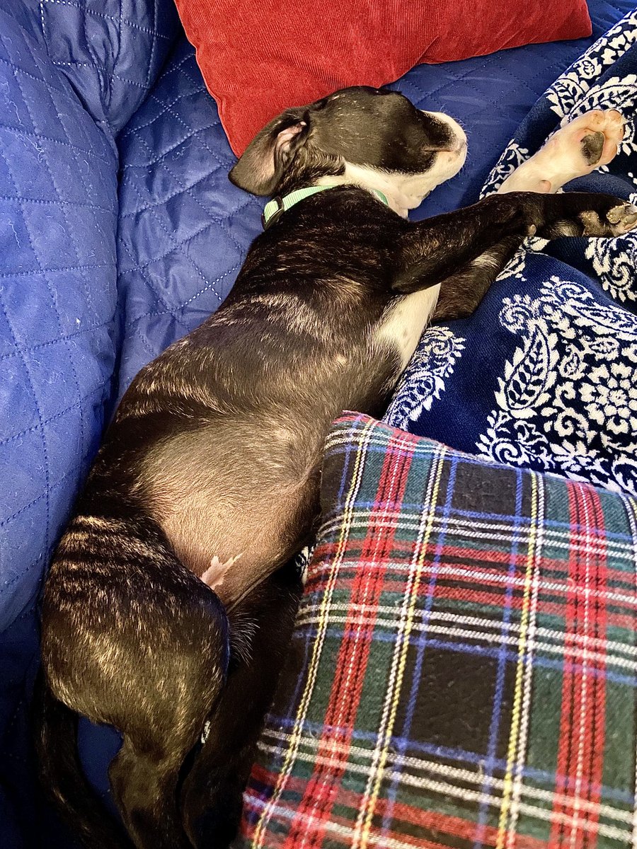 sharonkgilbert's tweet image. They woke me at 3 am - and then they went to sleep. #puppymom