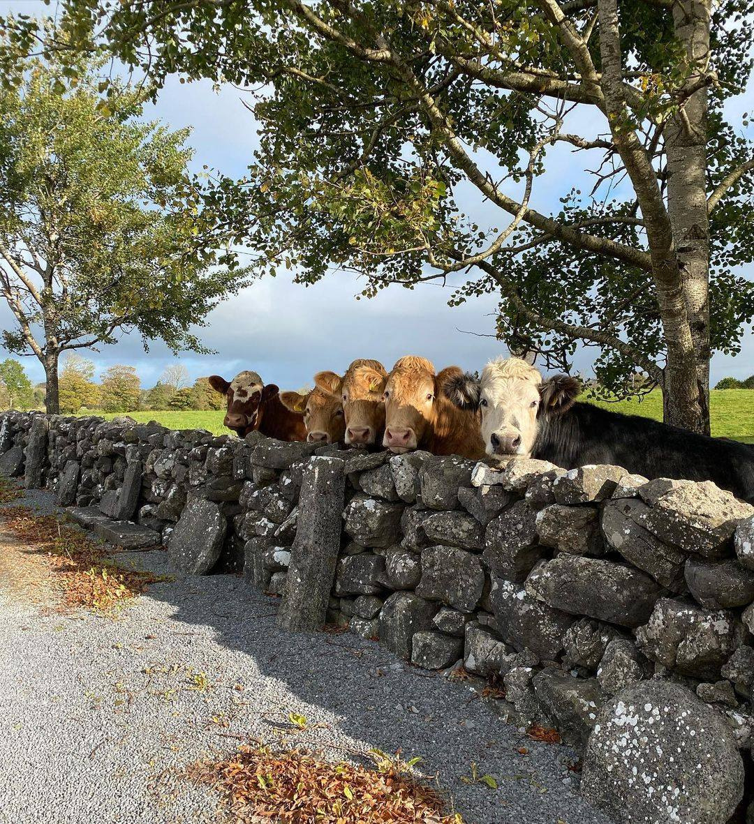 Our cows always know how to strike a pose! 🐮 📍 Kilcheerest, County Galway 📸 @ciarajohanlon (IG) County Galway things to see and do lovetovisitireland.com/county-galway-…