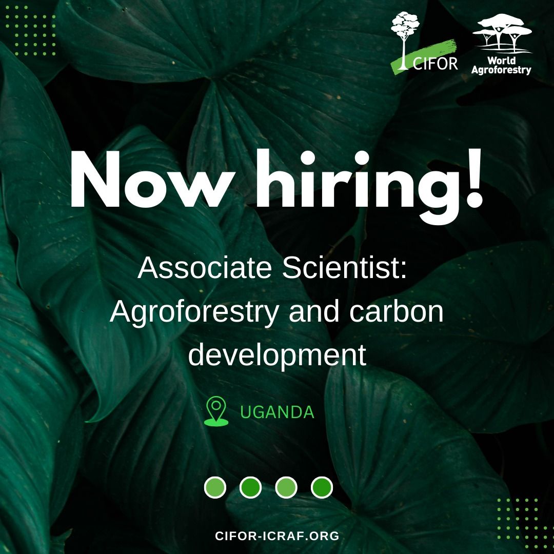 📢 #Job alert! CIFOR-ICRAF is looking for a Associate Scientist: Agroforestry and carbon development, to lead the design, implementation and management of integrated restoration livelihood and carbon projects in #Uganda. Apply: ➡️ bit.ly/49oGLY4 #Hiring #Vacancy