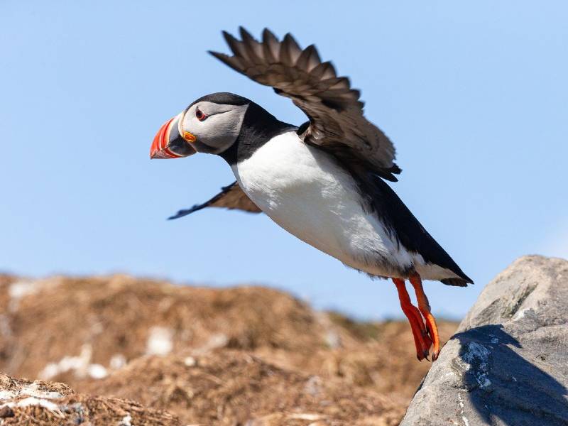 Visitors are to be welcomed back on the Farne Islands from Spring 2024. Inner Farne will be the only island to open to visitor landings this year whilst National Trust trial limited opening. Find out more ⬇️ ow.ly/fujK50QIiig 📷: dmckeedi1