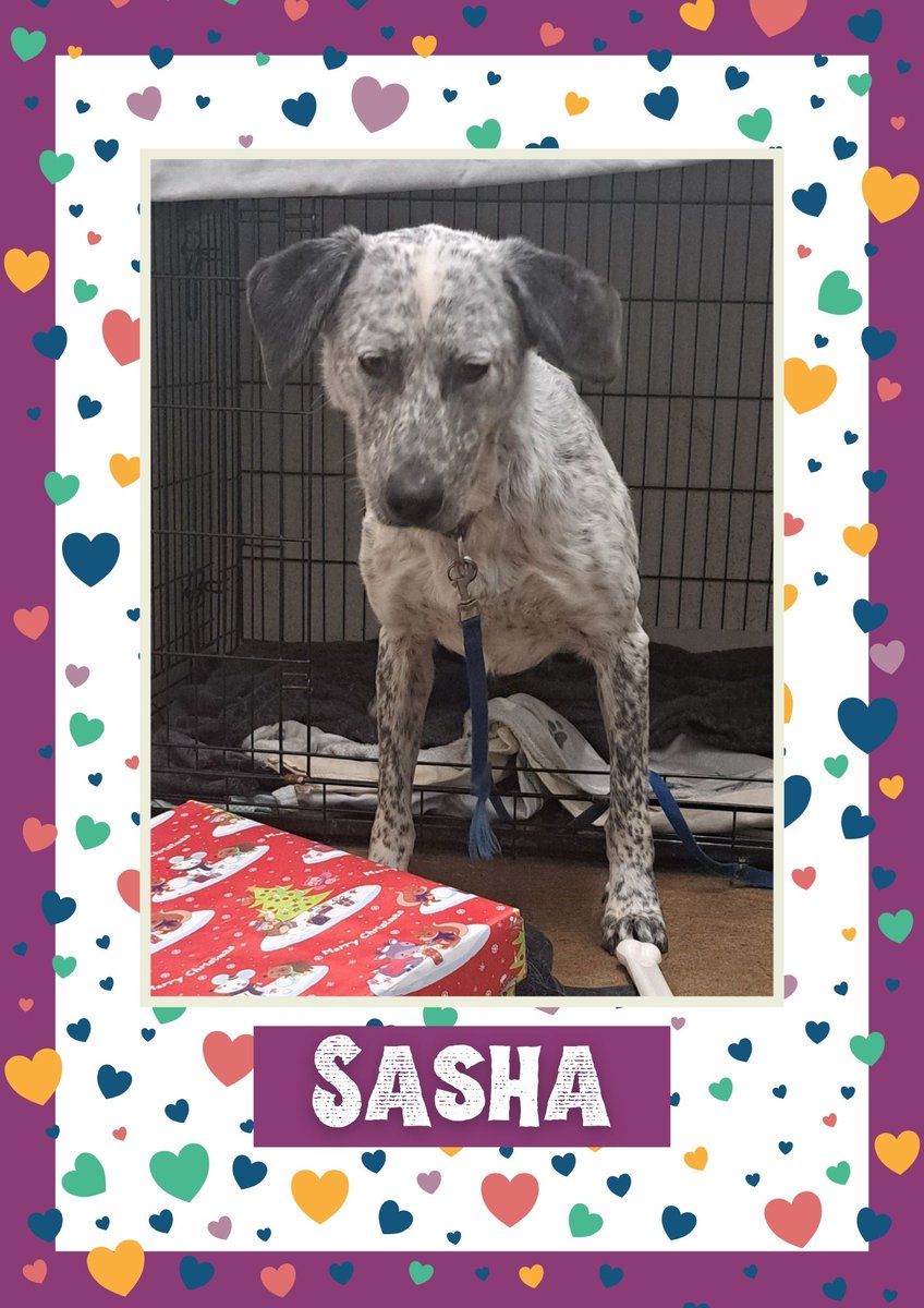 Sasha would like you to retweet her so the people who are searching for their perfect match might just find her 💚🙏 oakwooddogrescue.co.uk/meetthedogs.ht… #teamzay #dogsoftwitter #rescue #rehomehour #adoptdontshop #k9hour #rescuedog #adoptable #dog