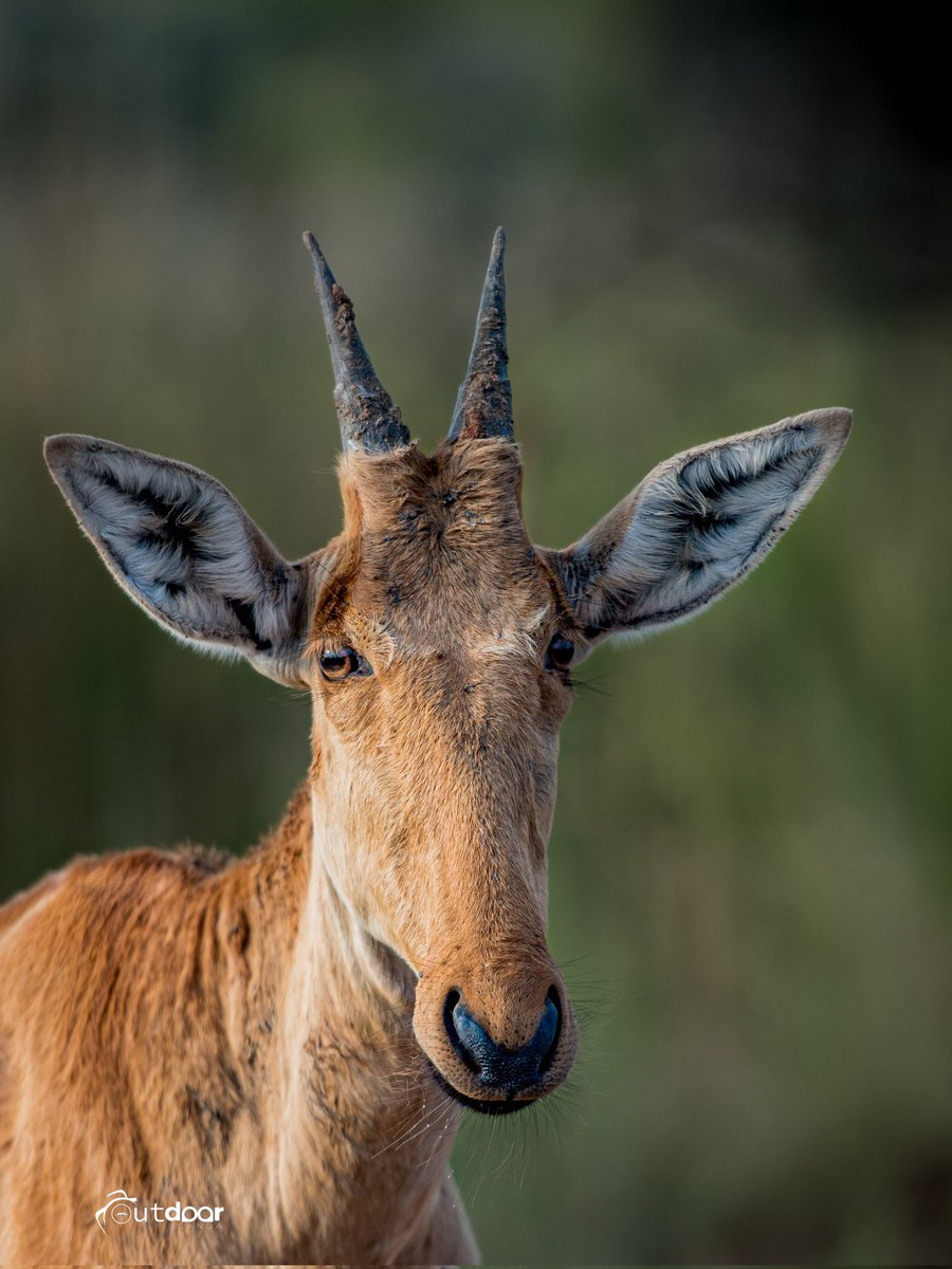 Sights, Murchison Falls National Park.