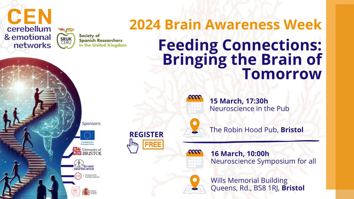 ‘Feeding Connections: Bringing the Brain of Tomorrow’ in Bristol is a two-day event organised with @ComunidadCeru to explore the wonders of the brain and the challenges of neuroscience in society 👉Know more and register: sruk.org.uk/ceru-events/20… @BristolNeurosci @BristolUni