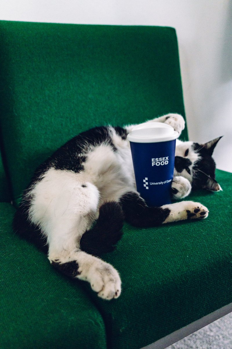 <a href="/BBCEssex/">BBC Essex</a> Sustainable kitty 🐱