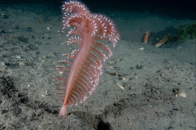 Why is marine mud important? @DrLaraHowe and Dr Peter Duncan take a deep-dive into the world of the Western Irish Sea Mud-Belt, its importance as a habitat for marine life, and its significance as a #BlueCarbon store. Read more here: loom.ly/wo2TRgI