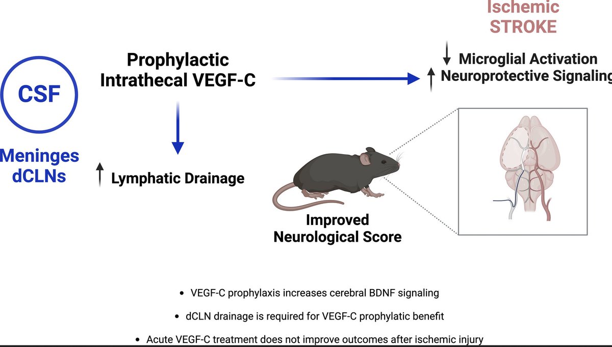 LukensJohnR's tweet photo. VEGF-C prophylaxis favors lymphatic drainage and modulates neuroinflammation in a stroke model https://t.co/v5SyE5dl5a https://t.co/bIZf30E1ik