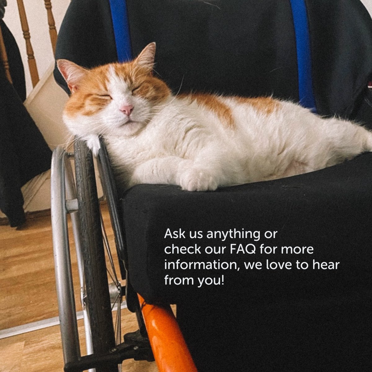 Got a question about Aerseat, our groundbreaking wheelchair overlay? Check out our FAQs section - if you can't find your answer, drop us a pm. 🔗 aergohealth.com/aerseat-faqs Alt text: Image 1 FAQ text, Image 2 Cat laying on wheelchair cushion.