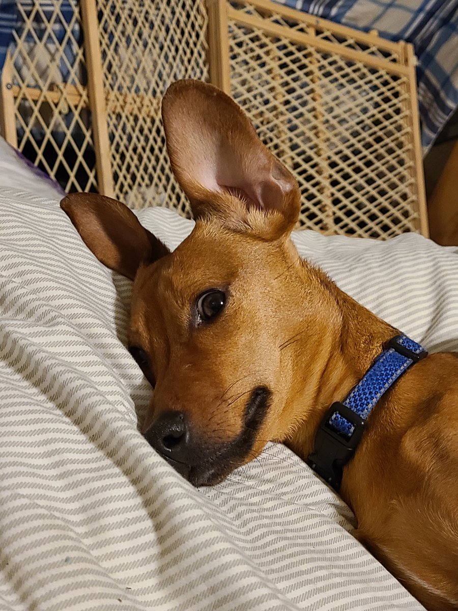 Kassi17's tweet image. #facebookdown #CyberAttack #concerneddog #dogsofX