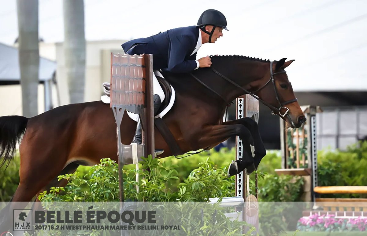 Can't get on fb/insta, so here I am to brighten your feeds with pretty sale horses. Belle Époque aka Miss Bliss, in Wellington hj.exchange/belle-epoque