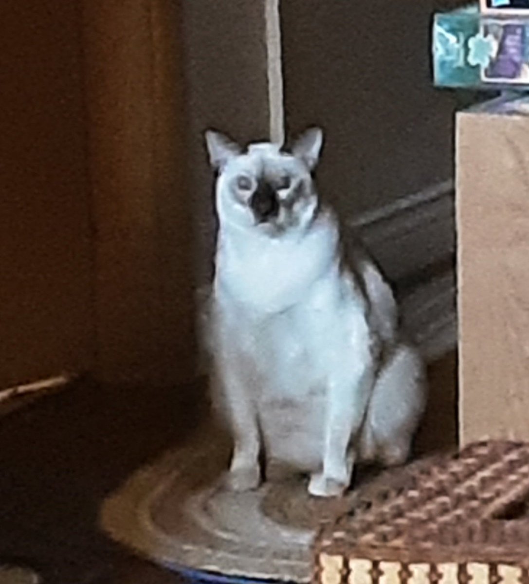 arsenault_judy's tweet photo. I've nicknamed Klaus ... #ChubbyWubby. He does this a few times daily for about an hr or so. Sometimes he tells me he wants treats(moving mouth) &amp; slowly closing/opening eyes, mostly just stares at me. This is one of my granddaughter's 2 cats. https://t.co/0oXFUws8fL