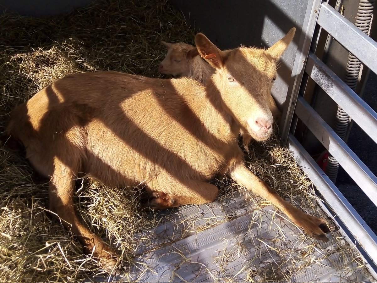What a change in the weather!  Yesterday it felt like Christmas - frosty morning and a rare (outside of December) request for Ed the turkey.
Today it's been lambs, rabbit kits and nanny goat with her kid basking in the sunshine!