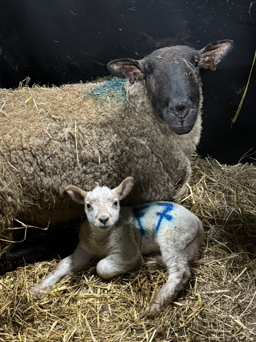 CarwynEJones's tweet photo. Ymweliad fferm gwych, diolch i Jane ac Emlyn Bown, Drws y Coed, Llannerch-y-medd am y croeso cynnes iawn ๐๐๐ฅ #Llangoed @cffiynysmon
Fantastic farm visit, thanks to Jane and Emlyn Bown,ย Drws y Coed, Llannerch-y-medd for the very warm welcome ๐๐๐ฅ https://t.co/rdDlLfI87C