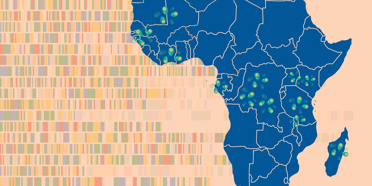 MalariaGEN (@malariagenomics) on Twitter photo Delving into MalariaGEN's "treasure trove" of #genomic data, <a href="/OlivoMiotto/">Olivo Miotto</a> and partners have discovered a #malaria parasite 'cryptotype' scattered thinly across Africa. 🧬
But what might the combination of rare variations in their genome do?
Read more ⬇️
malariagen.net/article/hidden… Delving into MalariaGEN's "treasure trove" of #genomic data, <a href="/OlivoMiotto/">Olivo Miotto</a> and partners have discovered a #malaria parasite 'cryptotype' scattered thinly across Africa. 🧬
But what might the combination of rare variations in their genome do?
Read more ⬇️
malariagen.net/article/hidden…