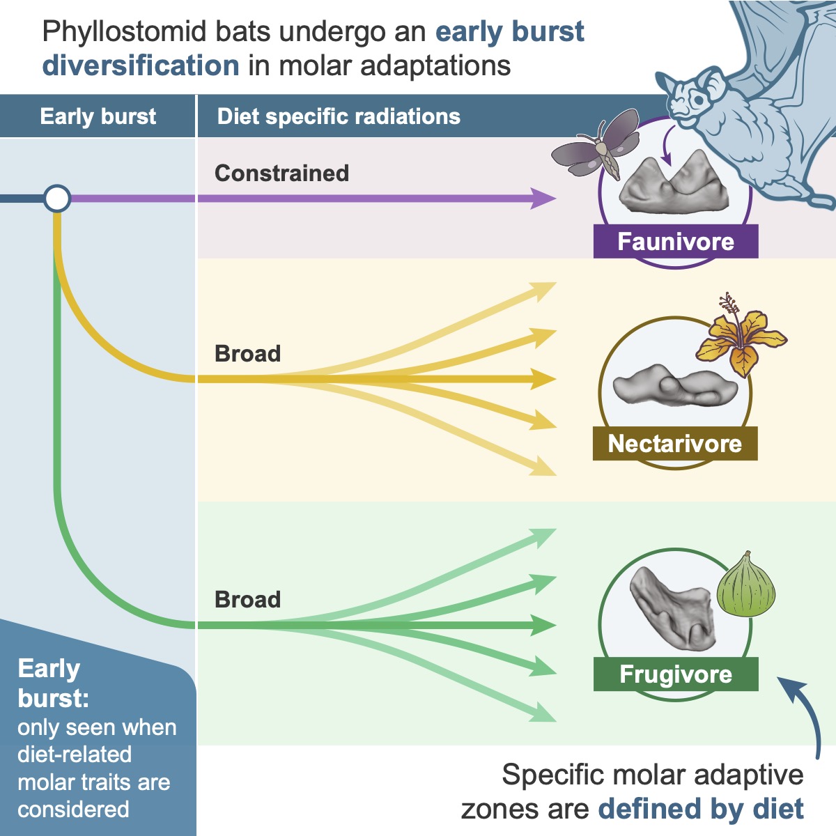 🚨New paper alert🚨 – We demonstrate how phyllostomid bats radiated via an early burst, a pattern that is only apparent in traits linked to diet: The hierarchical radiation of phyllostomid bats as revealed by adaptive molar morphology authors.elsevier.com/a/1iic63QW8S6D… @CurrentBiology