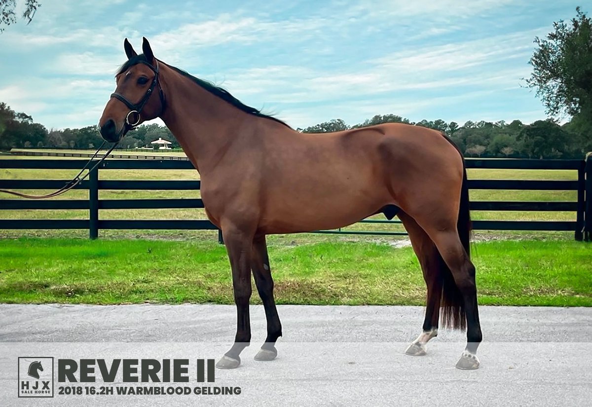 We all got logged out, is it safe to log back in? Who knows, so here's a handsome &amp; #eligibleeverything youngster with a motivated seller &amp; mid-5 price in Ocala hj.exchange/reverie-ii