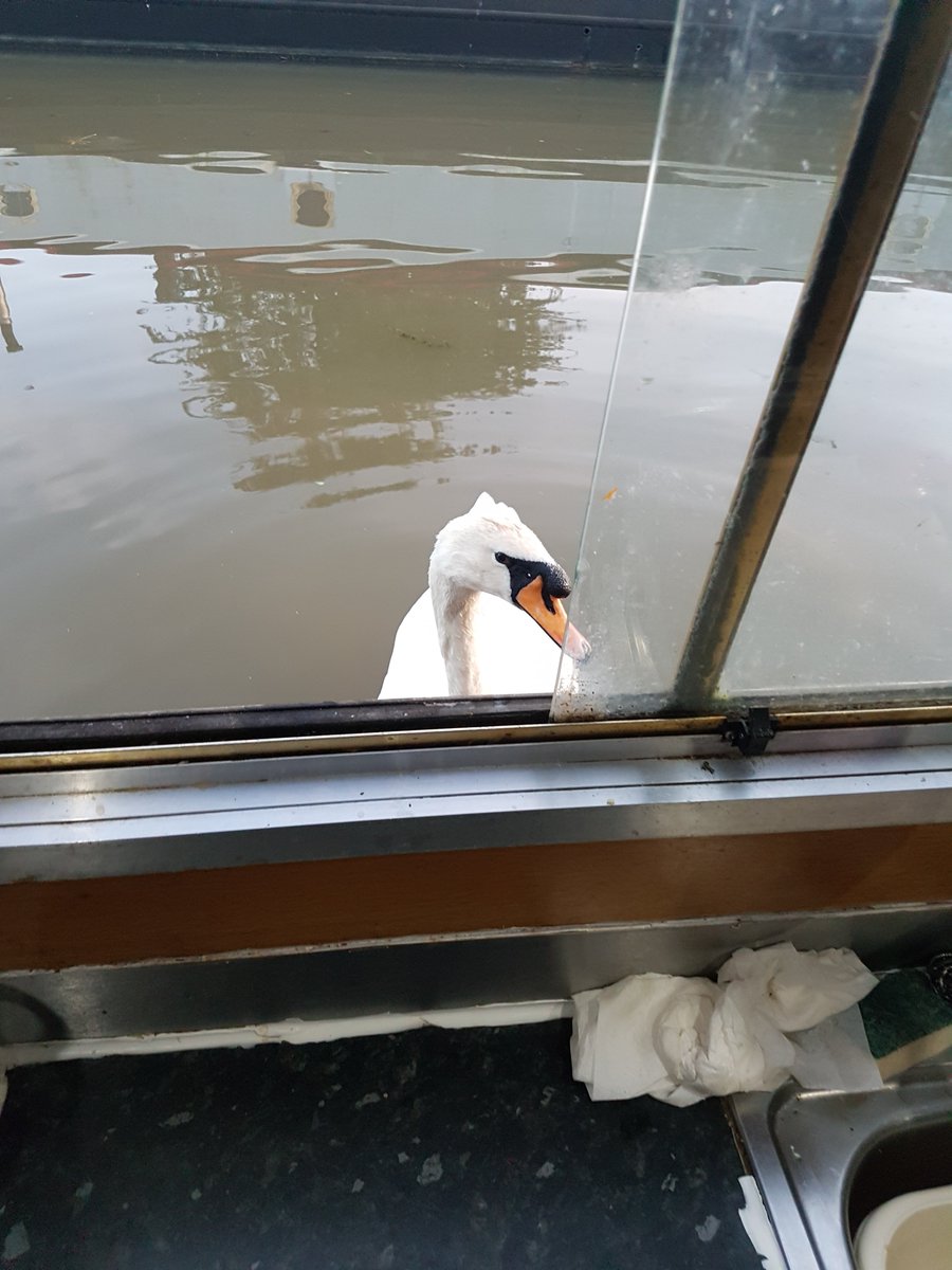 Just another swan on the canal 😂😂 @canaltrust