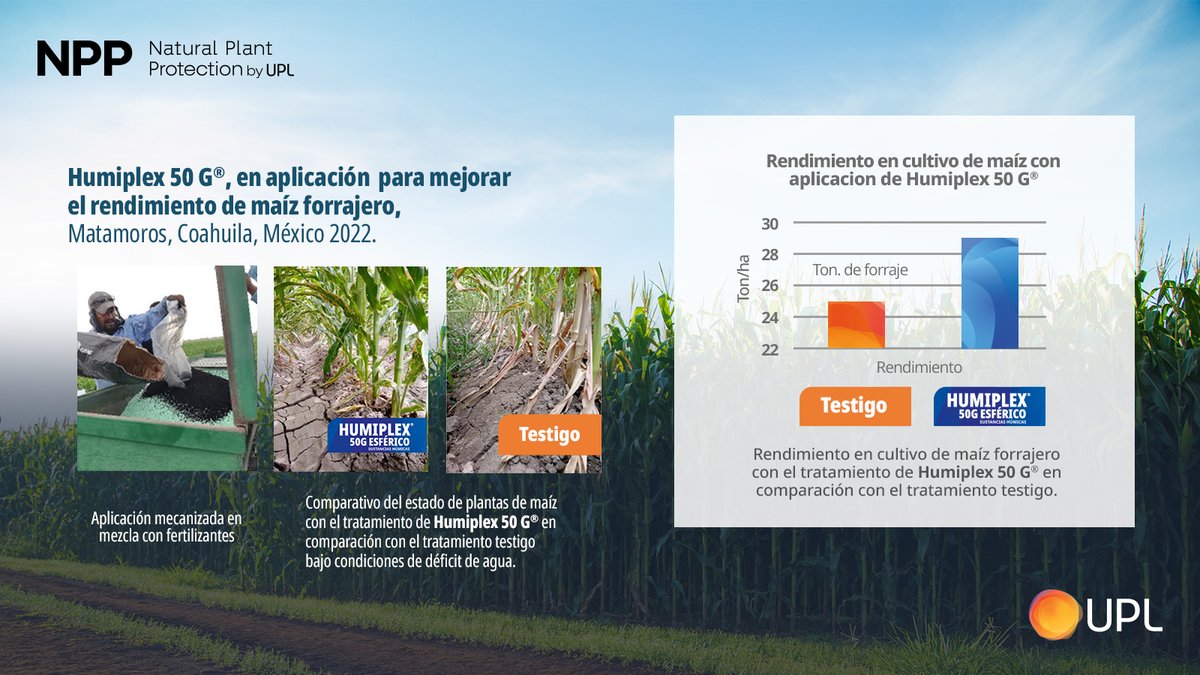 uplagro_mexico's tweet photo. ¡Obtén mejores resultados con #HUMIPLEX®️!
Resultados en un cultivo de maíz, modo de acción científicamente comprobado.
Aplica solo al suelo, con el sustrato en charolas de invernadero, con el suelo del almácigo, o en mezcla con los fertilizantes sólidos ya sea en pre siembra 🌿 https://t.co/ZgPGkmrnYB