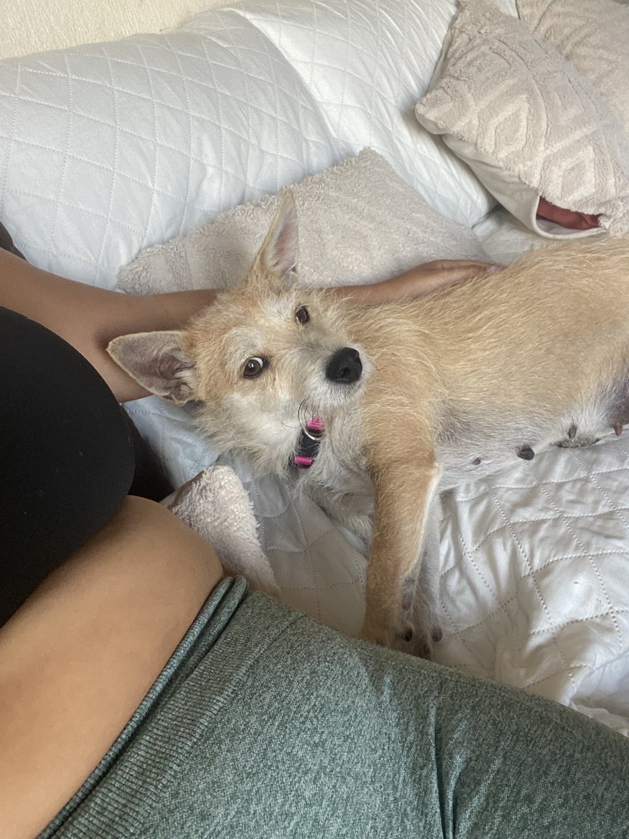 Ayudemen a buscar el mejor adoptante para canela 🥺 alguien que la pueda chinear igual o mas que yo y la tenga como la princesa que es💕 se entregará castrada apenas este al 100💕