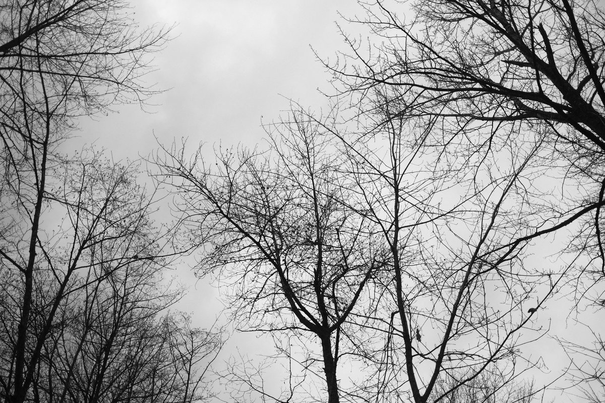pedramf's tweet photo. Vancouver, Feb 2024
Shot on #Fujifilm #x100v https://t.co/w3L2NtXnfI
