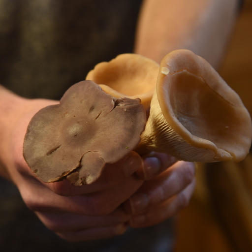 StockwoodCBS's tweet photo. Tenant Tuesday again! This week, well, they aren't quite a tenant, but we are thrilled to be working with the wonderful folk at @WildFoodUK to run foraging courses here at Stockwood. Find out more here! https://t.co/WPtl9m8Mk2 https://t.co/44HPBqaM5H