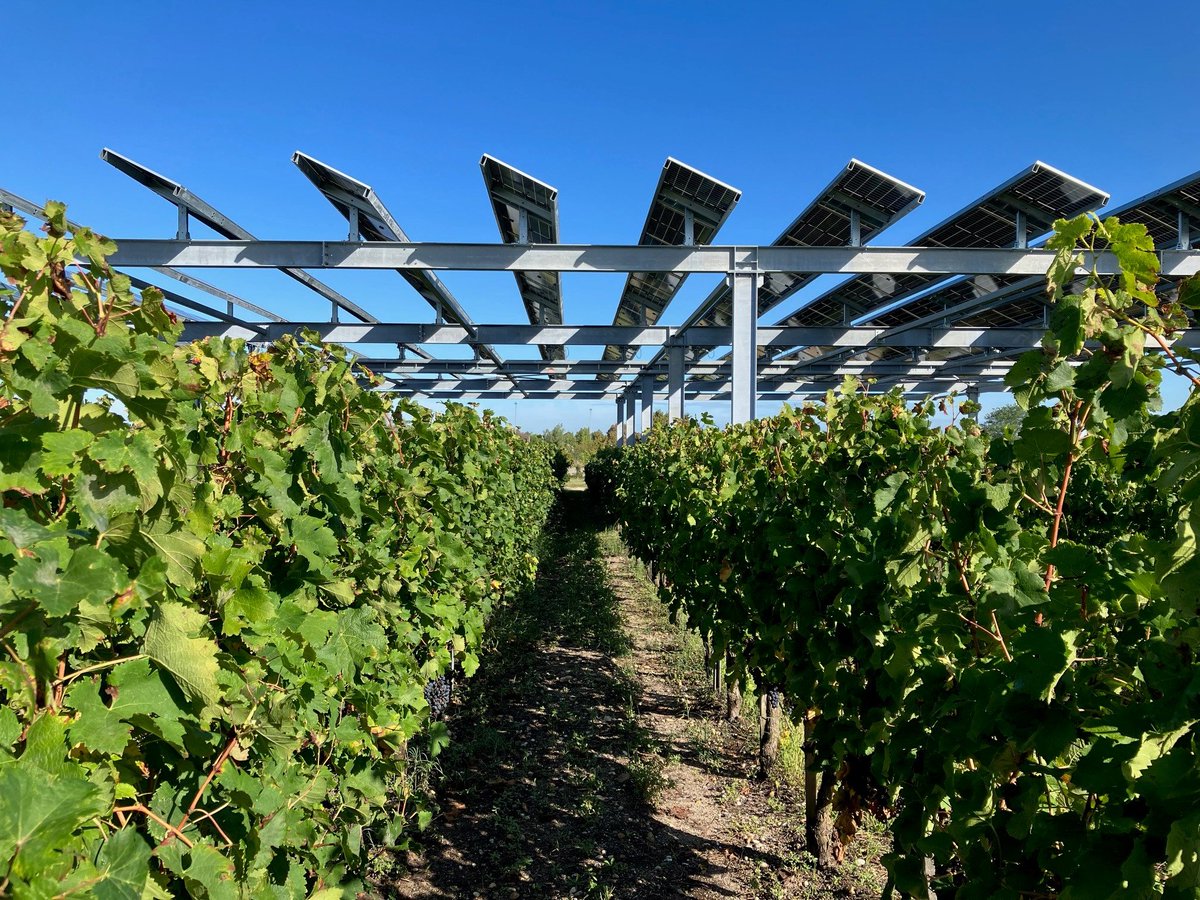 Post-doc recherché 24 mois. Etude de la réponse de la vigne à la contrainte sur le rayonnement incident dans le contexte de l’agrivoltaïsme et du changement climatique. Début 1er mai 2024. <a href="/INRAE_accaf/">INRAE Métaprogramme ACCAF</a> 
Plus d'infos sur jobs.inrae.fr/ot-21641