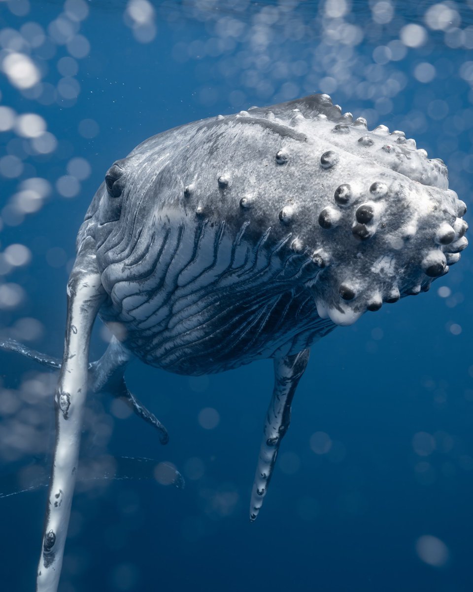 Gm!

Did you get yourself a baby whale fren yet?