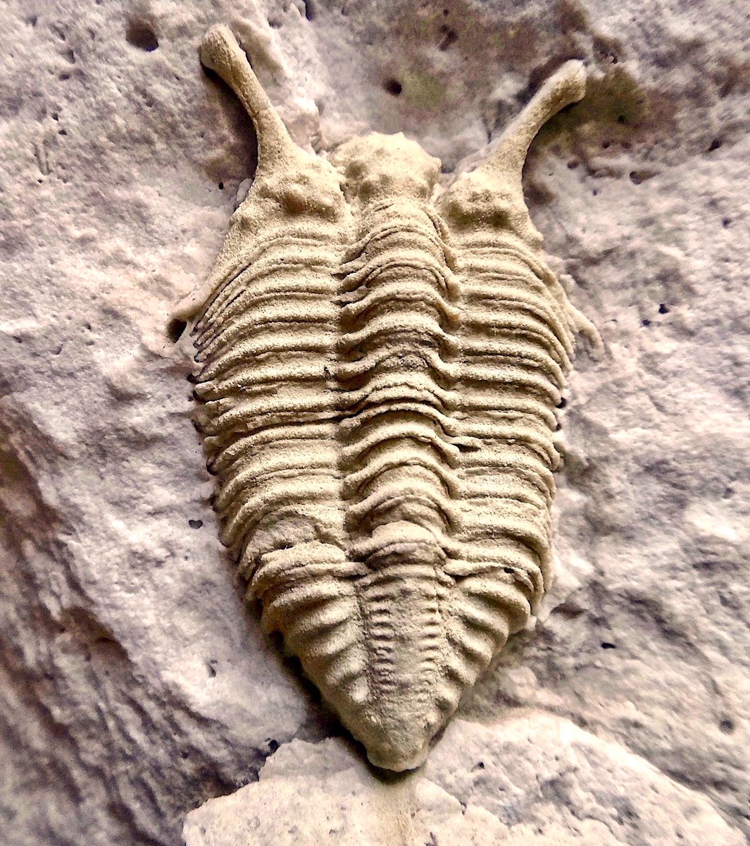 It’s #TrilobiteTuesday! The eye stalks of this 2-in-(5.1-cm-) Encrinurus would have allowed it to watch its surroundings while burrowed into sea floor sediment—staying hidden from predators. This critter lived during the Silurian Period ~400 mya.