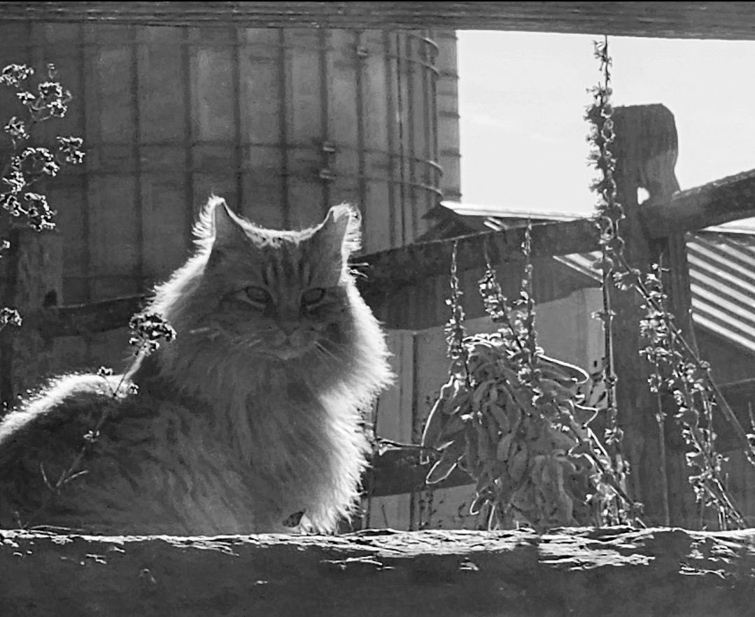 Since those other social media sites are down, here’s a photo of #RedtheDistilleryCat that others will likely not get to see. 

#facebookdown #distillerycat #craftdistillery