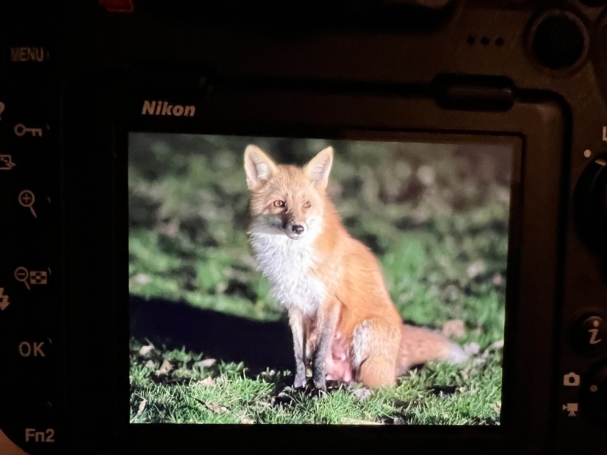 Got Milk? Lotus fox had her babies!! 🎉🦊💞✨ #fox #nature #animals #love #beauty #🦊💞