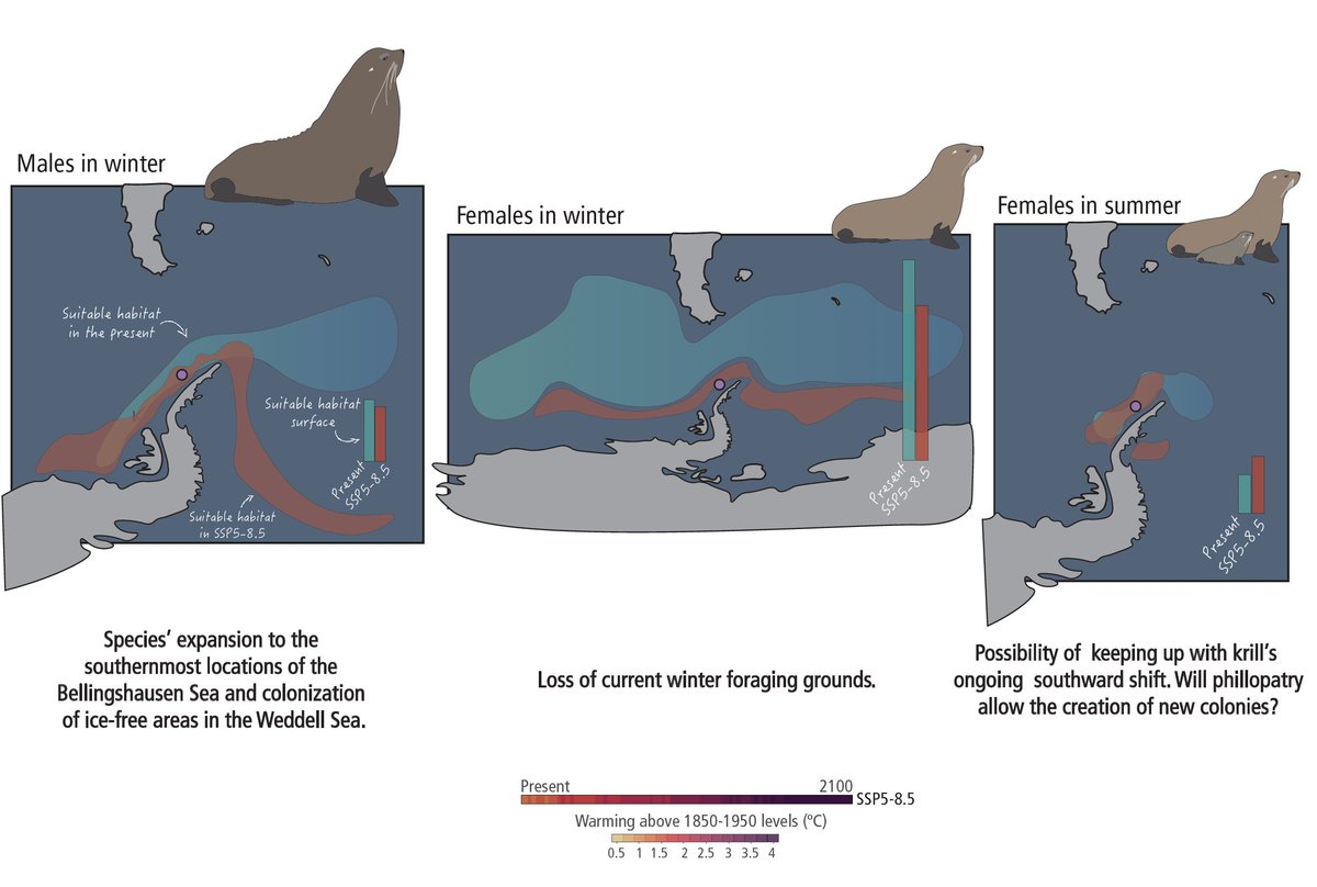 Antarctic fur seal 🦭 habitat suitability shifts in #CMIP6 #ClimateChange scenarios 📈🌡️🇦🇶. 🚨New @GlobalChangeBio Open Access paper out!🚨 doi.org/10.1111/gcb.17… Results: doi.org/10.34810/data1… R code: shorturl.at/jwFGI 🧵(1/9)