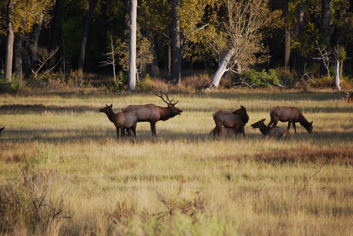 Scene from last fall as I day dream of spring turkeys and trout
Adventure awaits
getlostinamerica.com
:
#katmainationalpark #onthefly #wildlife #alaskanwilderness #dollyvarden #alaskanlodge #salmon #troutfishing #flyfishingaddict #salmonflyfishing #flyfishmontana