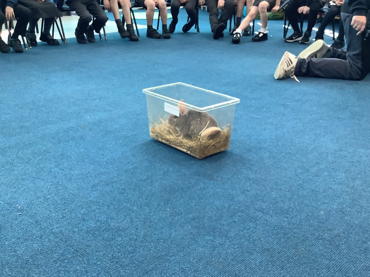 Science Today we had a visitor come into school with different animals. We learned about why they were a specific animal group and we got to hold or touch lots of them. What a brilliant morning!