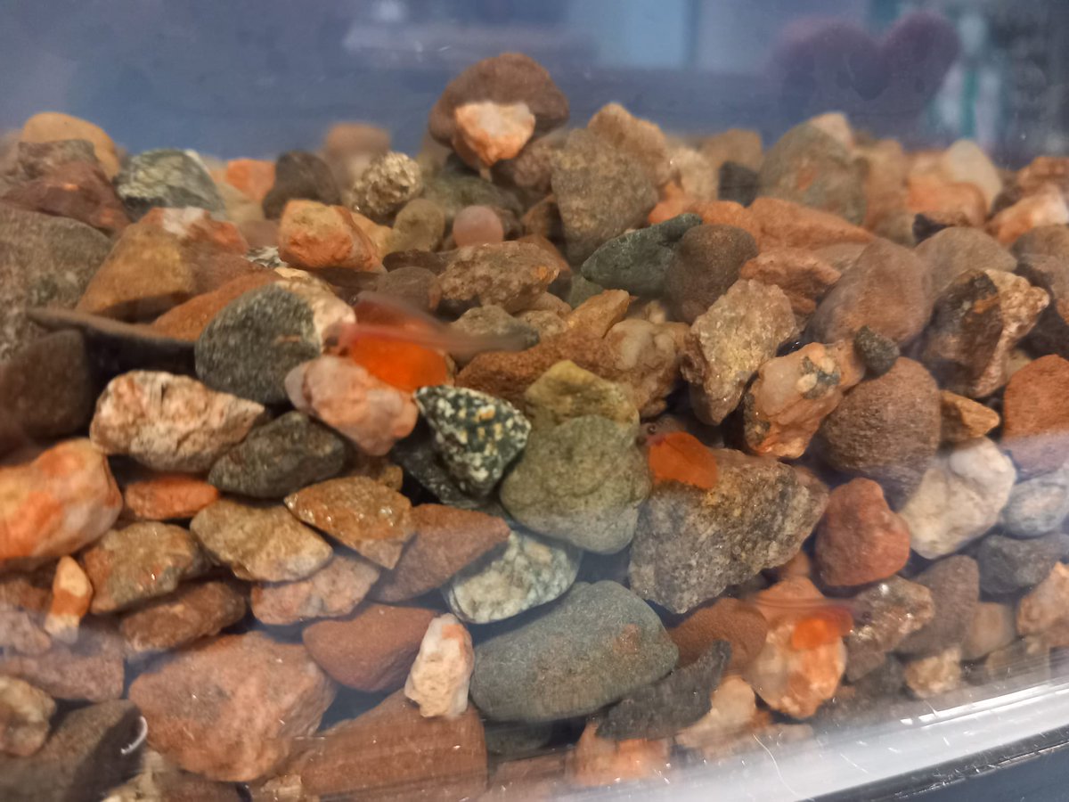 In the latest update on our 'Trout in the classroom' pilot project, the first of the eggs have hatched at St Thomas’s CE Primary School! Mr Pemberton has been checking on the tank and is pleased to report that we have some alevins! #salmon #trout #riverrestoration