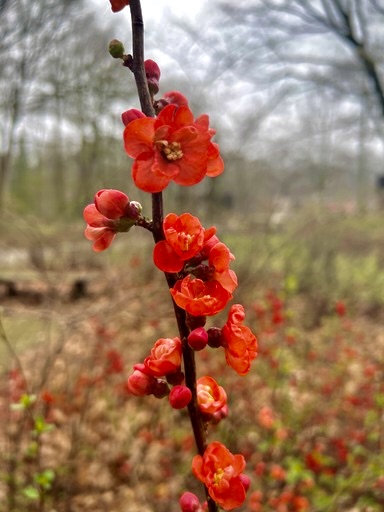 Voel jij het ook? De lente is in de lucht! De dagen worden langer, de temperaturen zachter en de zon laat zich steeds vaker zien. Ook in de natuur zijn de tekenen duidelijk zichtbaar; enkele bloesems en voorjaarsbloemen laten zich alweer zien. #lentevibes #voorjaar