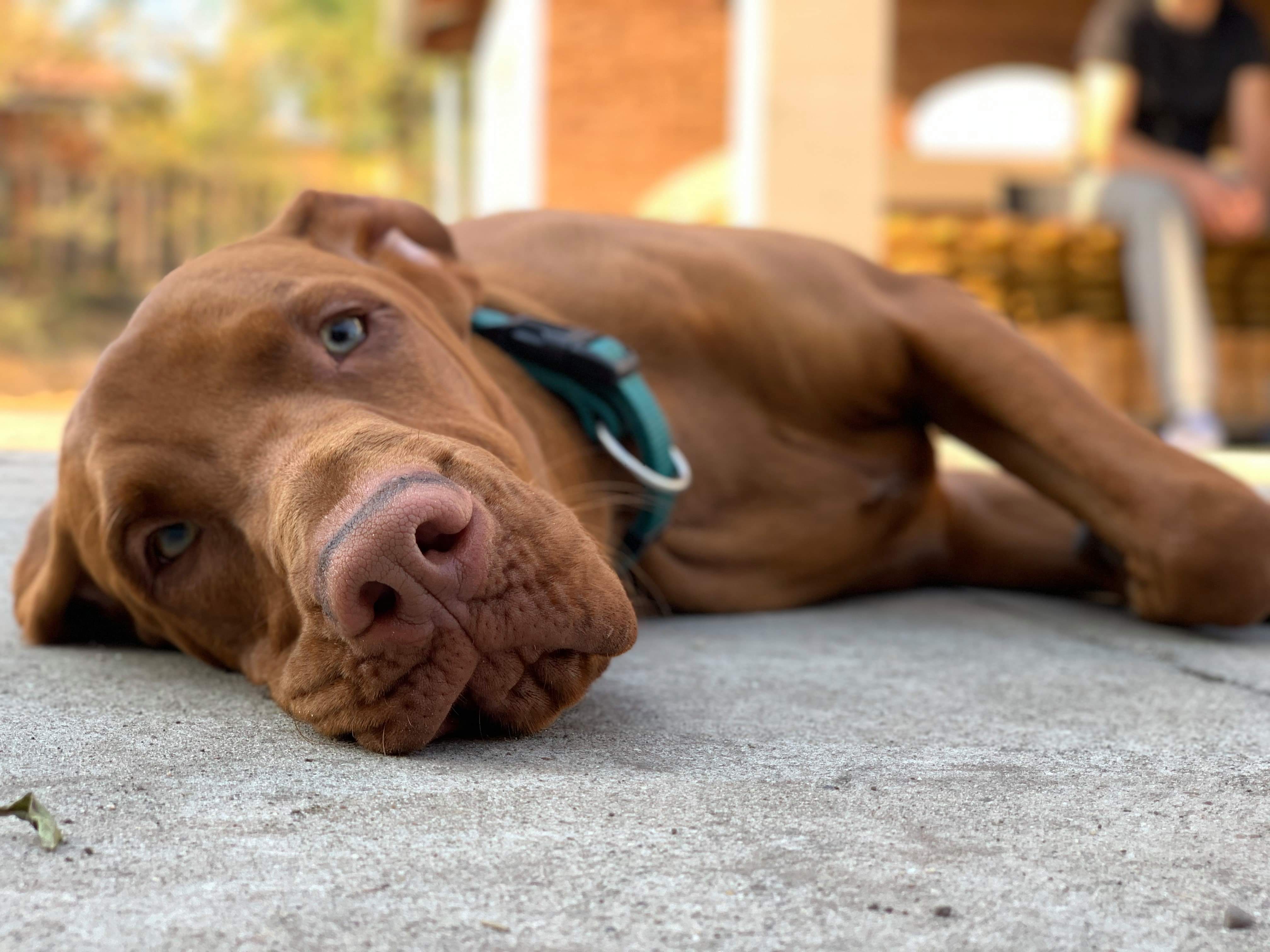 Lazy vizsla sale