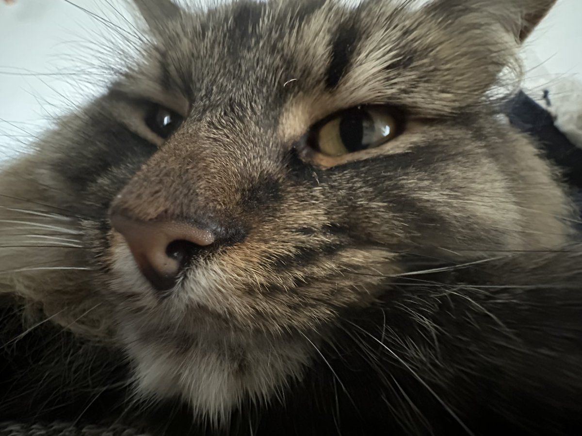 Sorry Twitter I’ve been away for so long. Here are my cats.