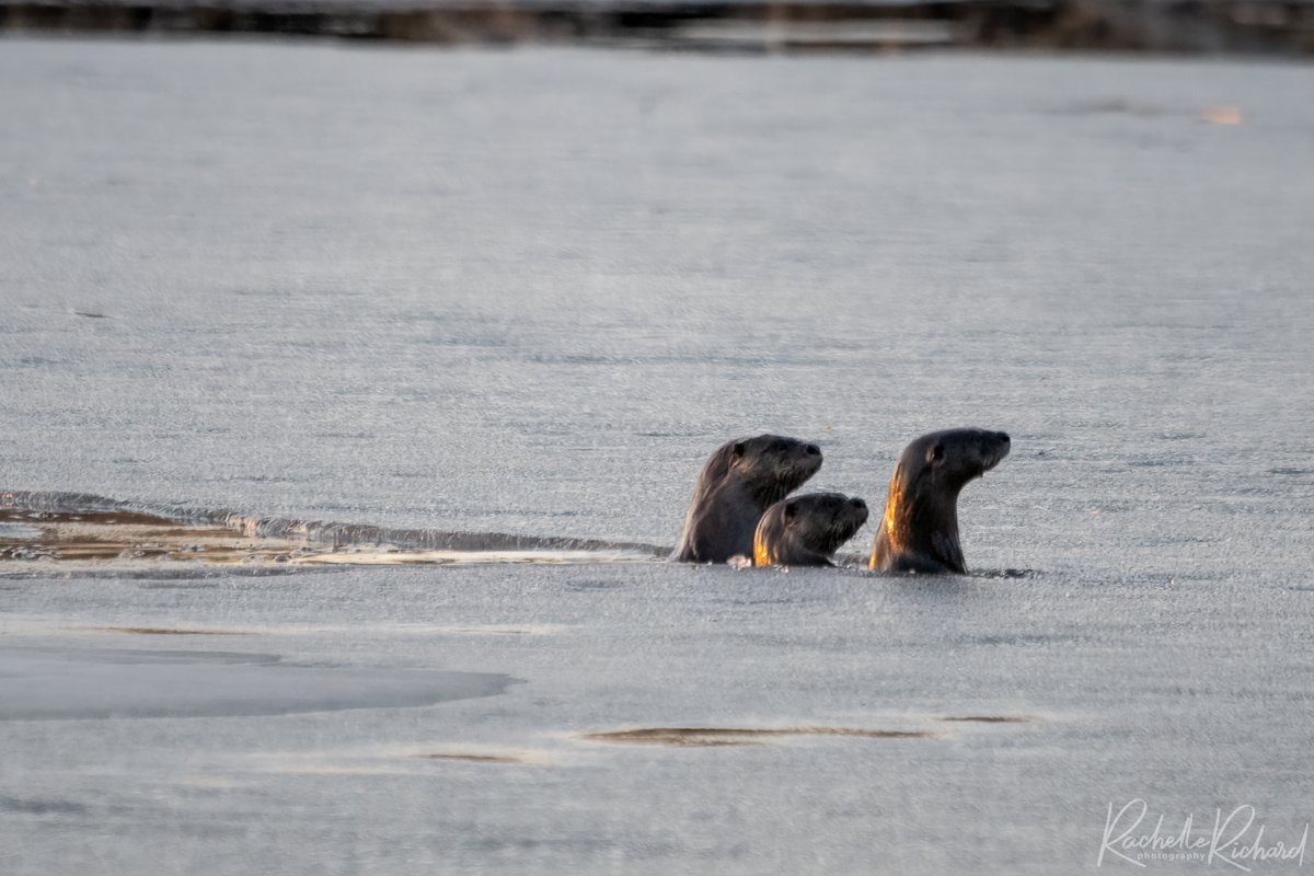 Watched this otter family play pop up all over the melting ice on Lake Scugog last night at sunset. So cute. #cuteoverload #shareyourweather #thephotohour #kawarthalakes #otters #riverotters #springiscoming @KMacTWN instagram.com/rachelle_richa…