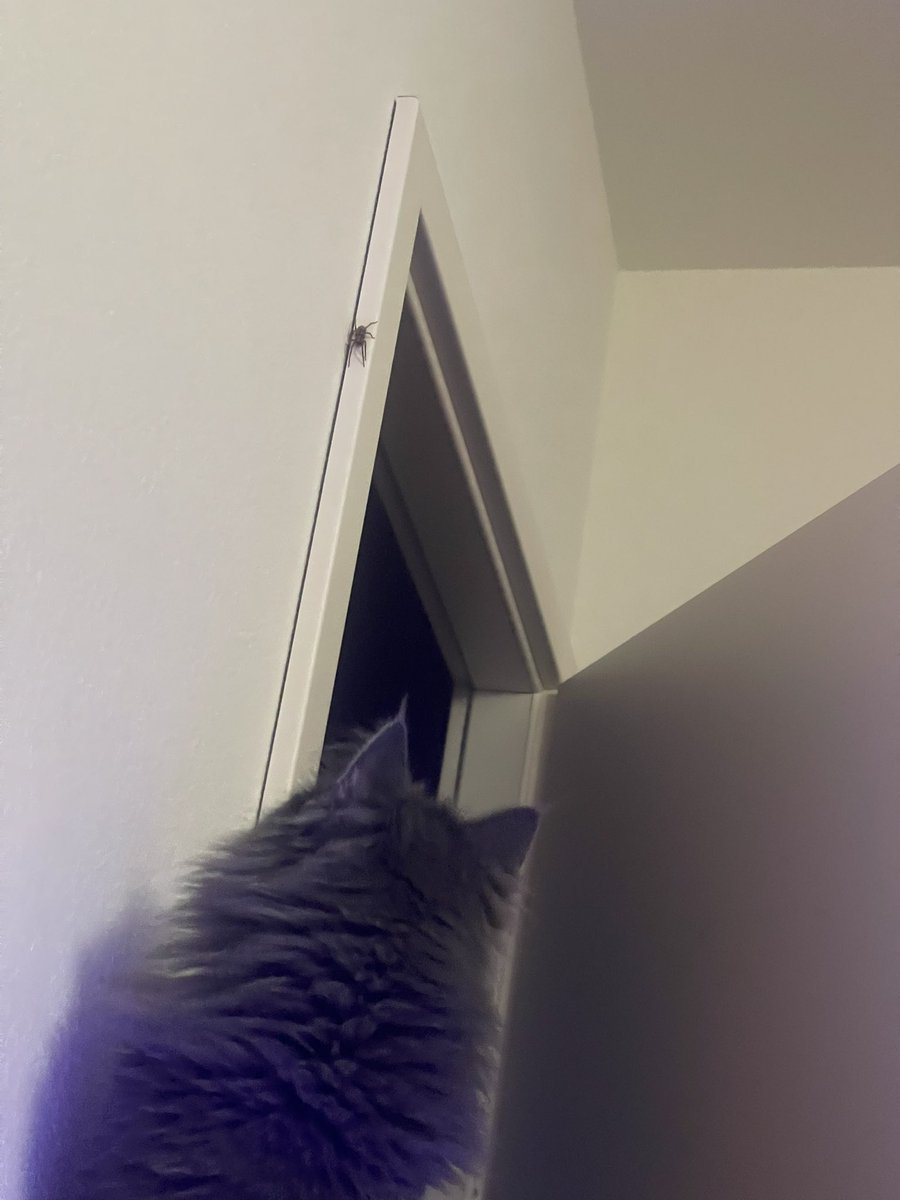 EPoumpie's tweet photo. Heureusement que mes chats sont des chasseurs et me protègent 😂
A savoir qu’elle a tout de même mordu avec une sorte de décharge et engourdissement du pouce après ! Saloperie de bestiole ! https://t.co/vPxWpmk5GR