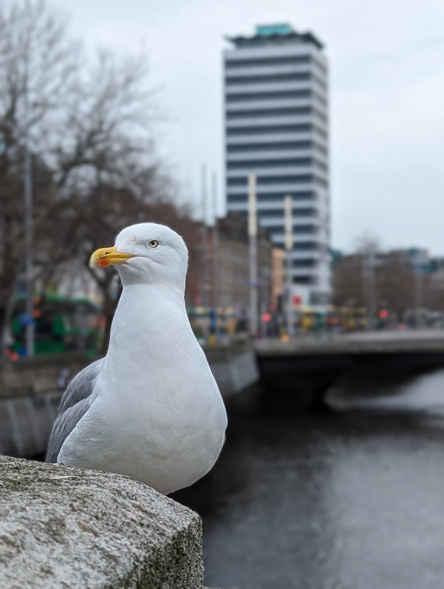 mickmoran's tweet photo. Nidge, Bridge. Patch, Snatch. 

#Allegory #dublin #bowsie #cornerboy #Dublintown https://t.co/9T5Lwreors