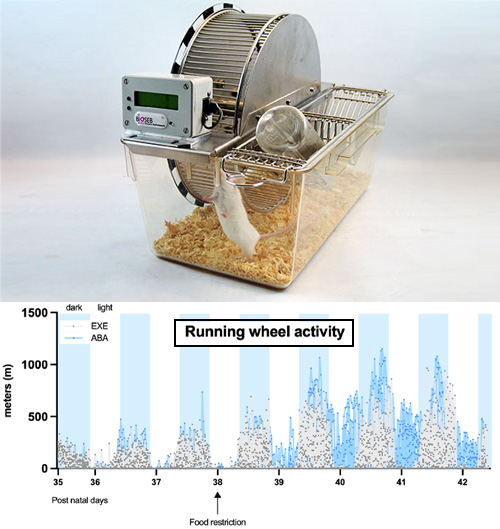 Bioseb (@biosebresearch) on Twitter photo F. Mottarlini (<a href="/framottarlini/">Francesca Mottarlini</a>) et al. (Università degli Studi di Milano, Italy) used Bioseb Activity Wheels to characterize an anorexia phenotype that cause hyperactivity over the circadian cycle, including in daylight when animals are supposedly resting. tinyurl.com/bioseb-hyperac… F. Mottarlini (<a href="/framottarlini/">Francesca Mottarlini</a>) et al. (Università degli Studi di Milano, Italy) used Bioseb Activity Wheels to characterize an anorexia phenotype that cause hyperactivity over the circadian cycle, including in daylight when animals are supposedly resting. tinyurl.com/bioseb-hyperac…