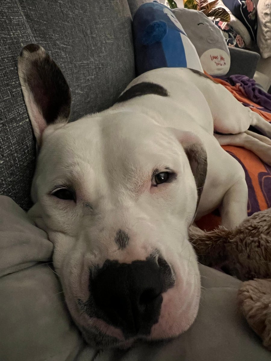 Venti does well walking on the leash and likes saying hi to everyone she passes. She even loves to stop to smell the flowers, and is appreciative of all the little things in life. Visit her any M, Tu, Th, Fri, &amp; Sat 12-5pm