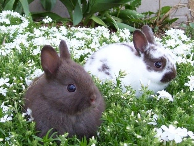 Bunnies (@RabbitEveryHour) on Twitter photo 2024-03-05 13:00:32