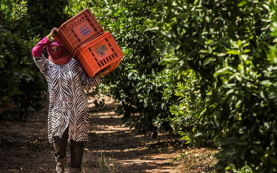 A new FAO report reveals that female-headed households in rural areas of low and middle-income countries face greater financial losses than men. They lose 8% more income due to heat stress and 3% more due to floods. This amounts to $37 billion and $16 billion respectively…