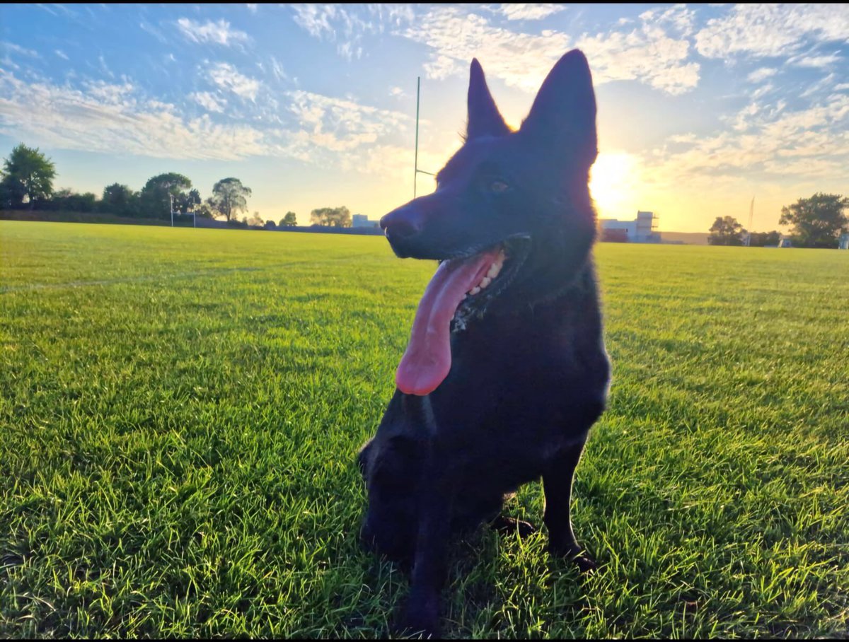 BTPDogs's tweet photo. Happy Birthday to both PD Bolt & PD Bertie. The brothers turn 3 today & will be putting their paws up & spoiled by their handlers. #goodlads #birthday ๐๐ https://t.co/67emyLhM2F