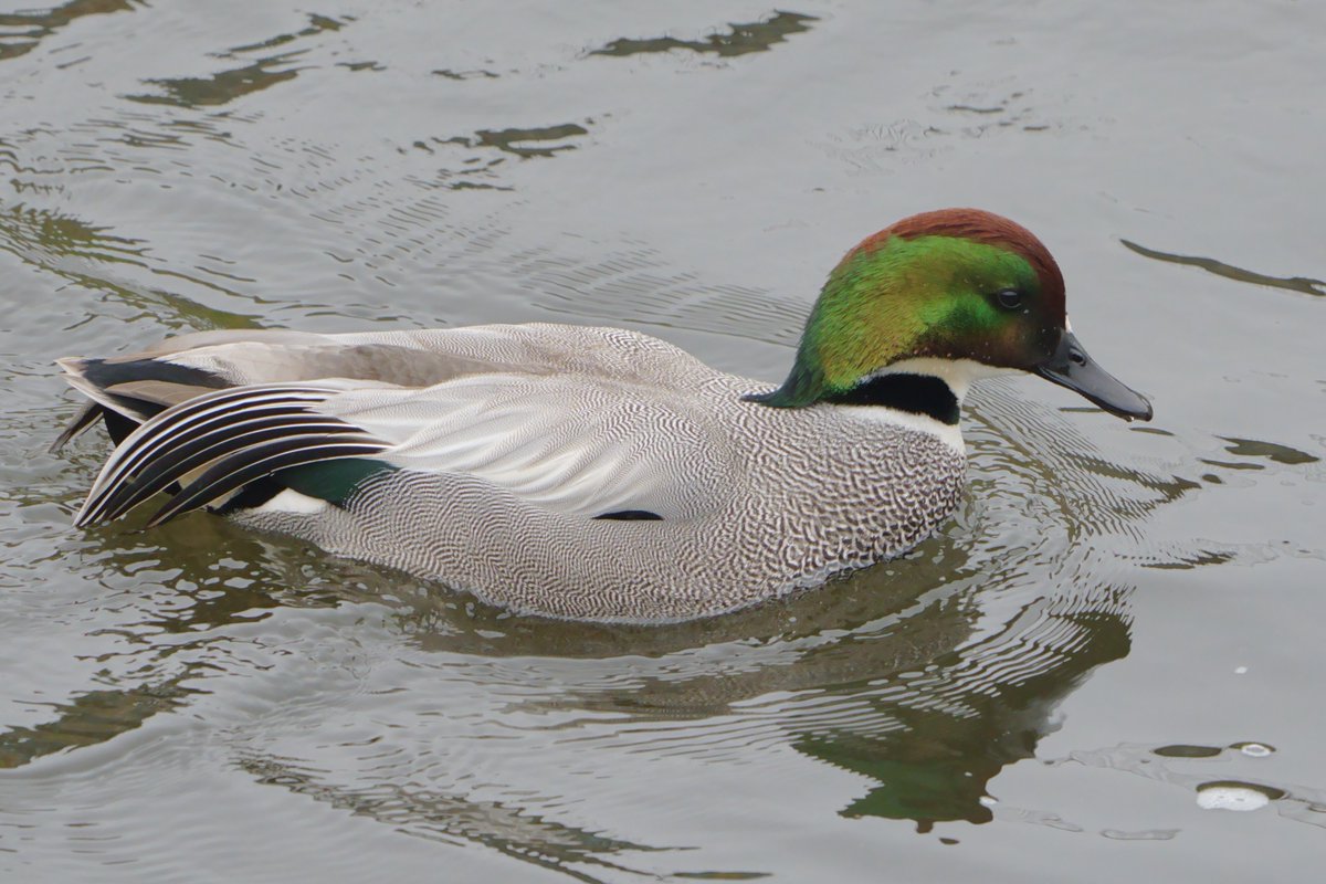 ヨシガモ（Falcated duck）♂。今日はあいにくの曇り空。晴れていれば頭部の美しい輝きを見る事が出来たのだが…。（鶴見川3/5）