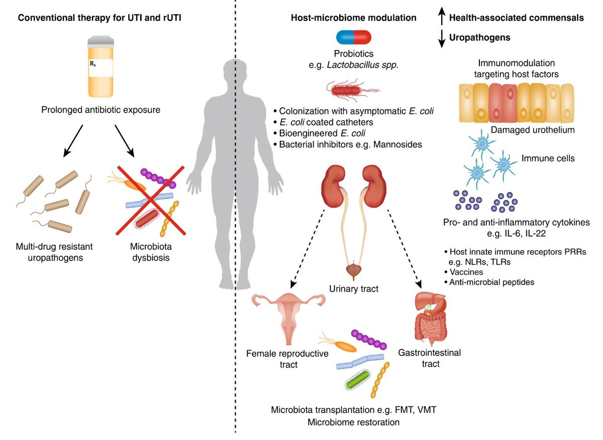 The #microbiome and host mucosal interactions in #urinarytractdiseases nature.com/articles/s4138… NATURE @BJonesFreeman, @DrMChonwerawong, @hologenomics, Aniruddh Deshpande, @_sam_forster_ &  @malcolm_starkey