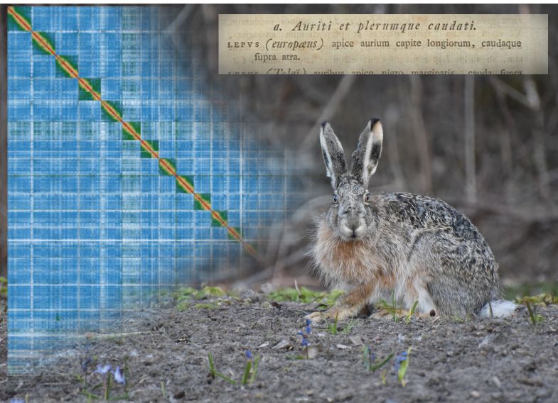 Now published in Peer Community Journal, #genomics section: High quality genome assembly of the brown hare (Lepus europaeus) with chromosome-level scaffolding doi.org/10.24072/pcjou…