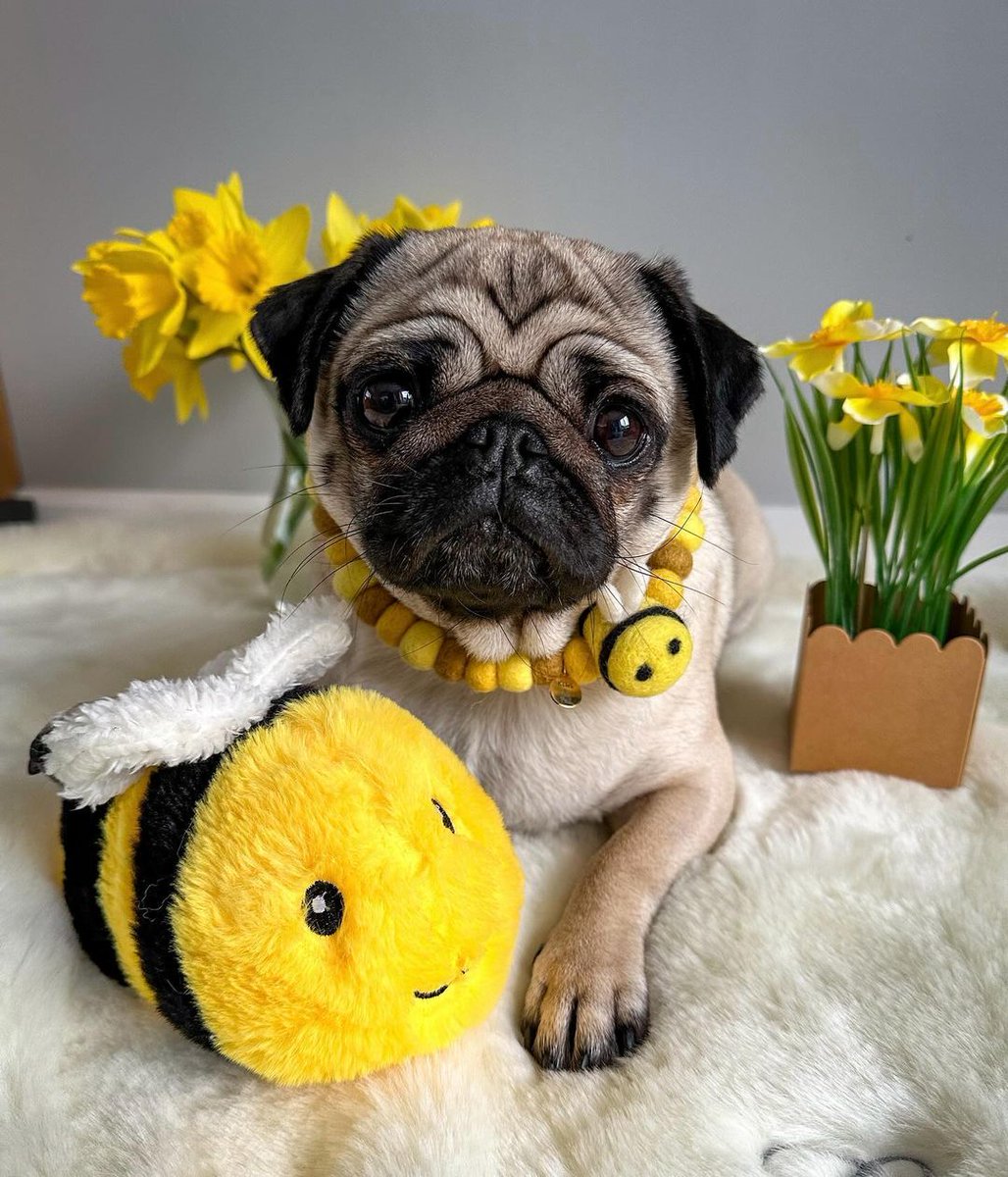 pug.lover.ig tweet media